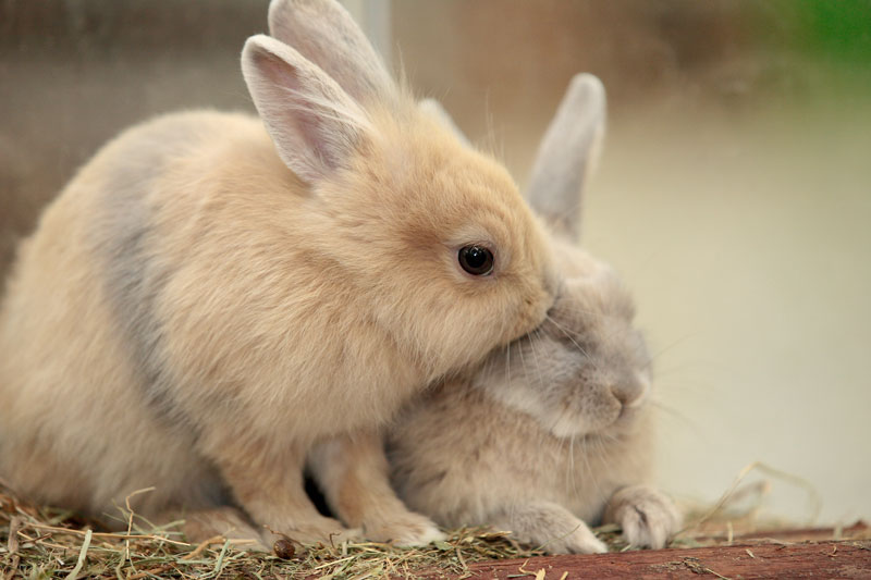 Kaninchenfutter