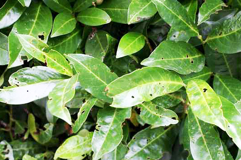 Schrotschusskrankheit