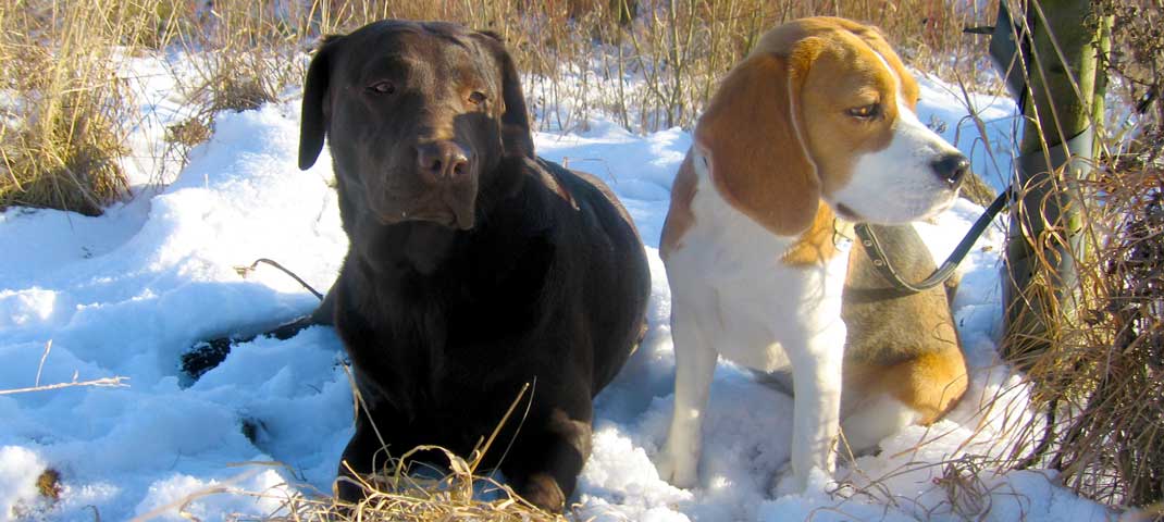 Labrador und Beagle im Schnee