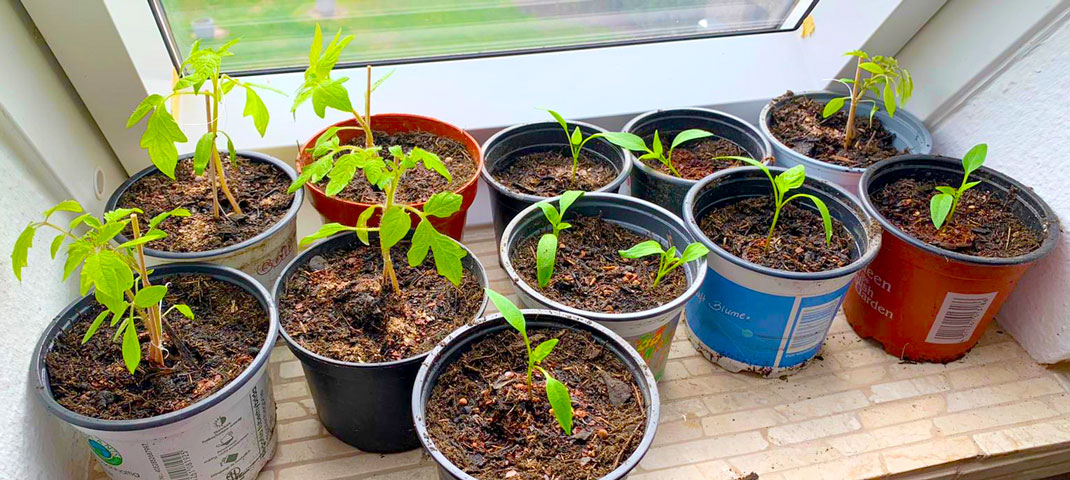 Anzucht auf der Fensterbank