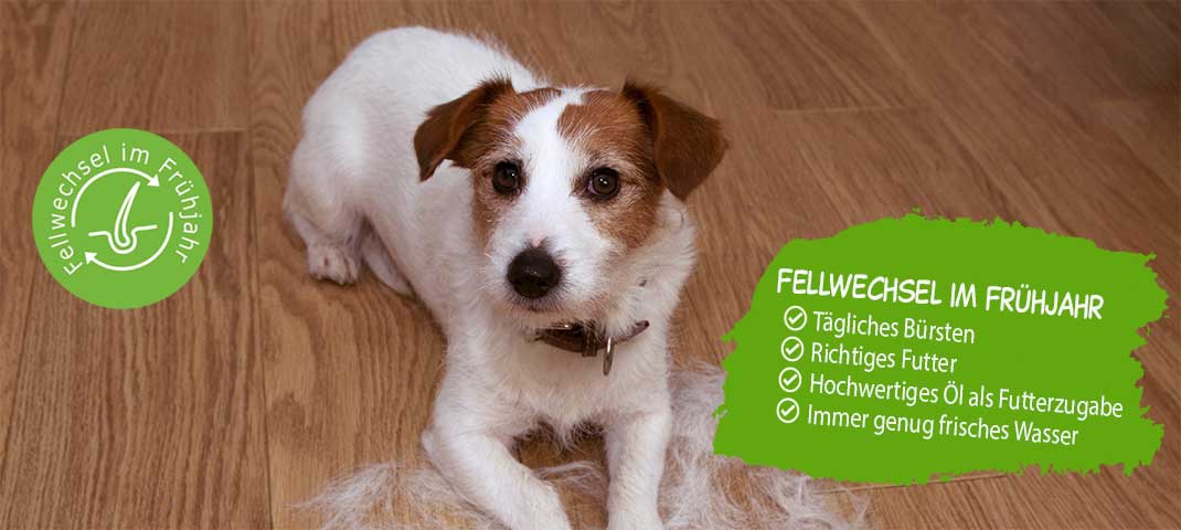 Fellwechsel Hund
