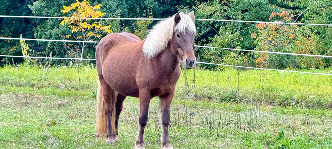 Haflinger auf der Weide
