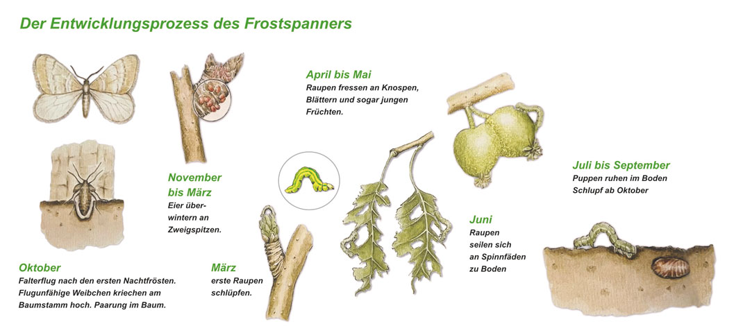 Lebenszyklus Frostspanner