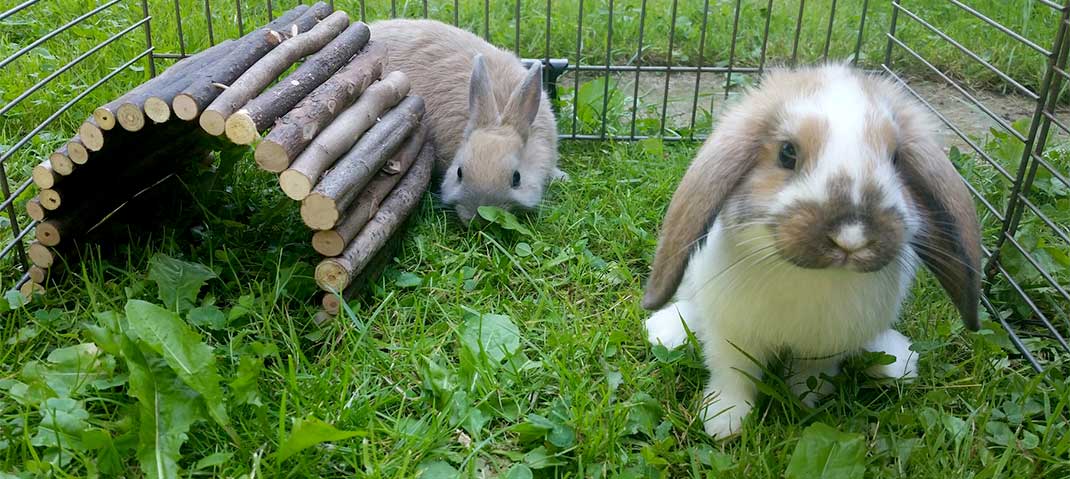 Kaninchen im Freigehege