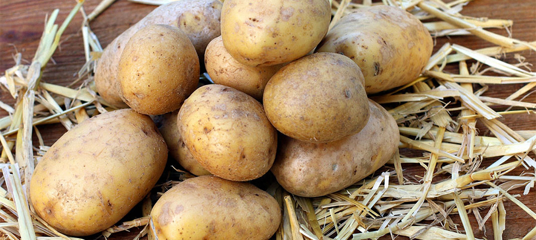 Kartoffeln aus dem eigenen Garten