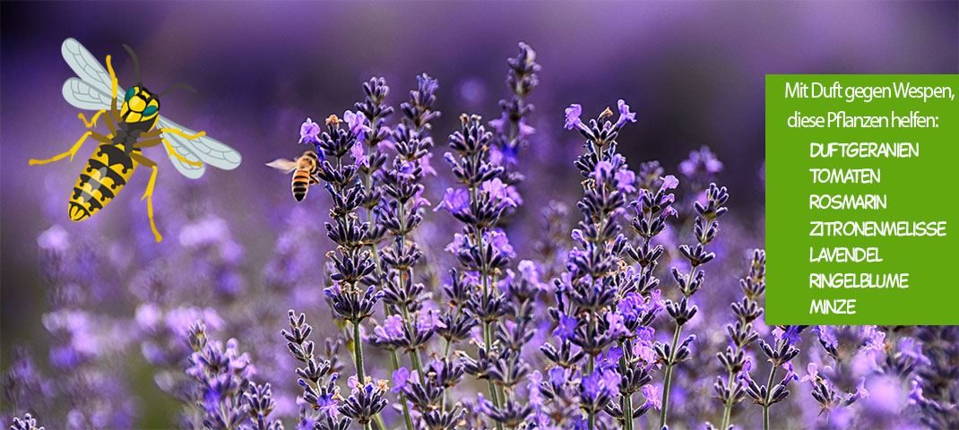 Lavendel