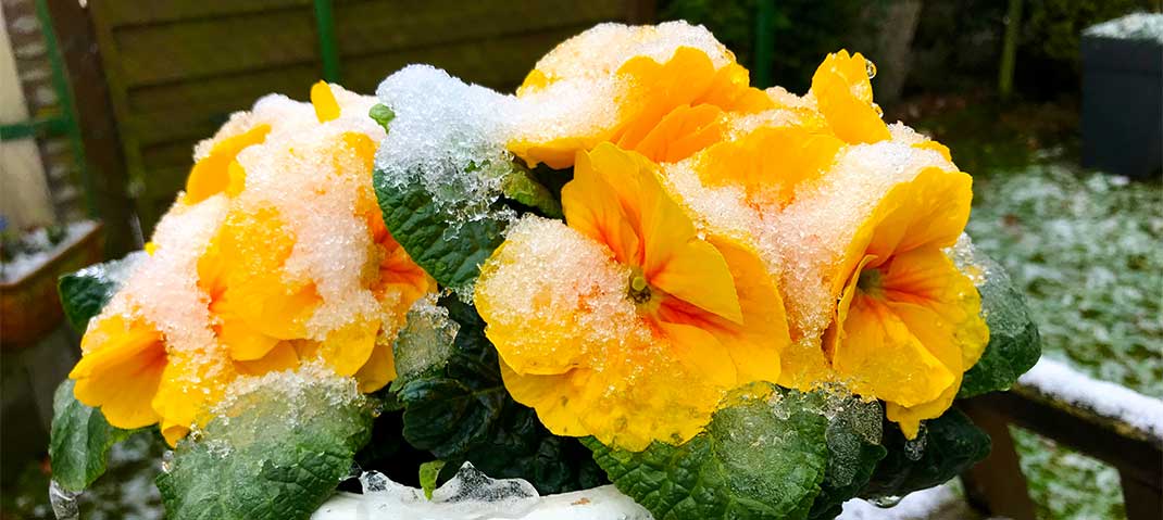 Primel mit Frostschaden