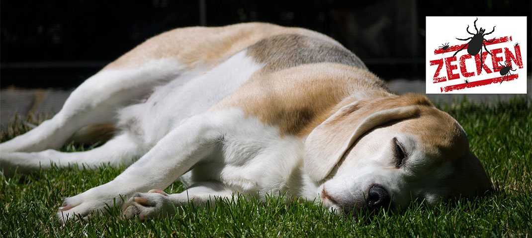 Beagle schäft in der Sonne